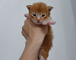 Кошки в Щелково: Мальчик мейн-кун полидакт  Мальчик, 130 000 руб. - фото 3