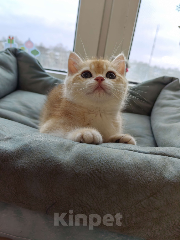 Кошки в Коломне: Британские котята Мальчик, 35 000 руб. - фото 3