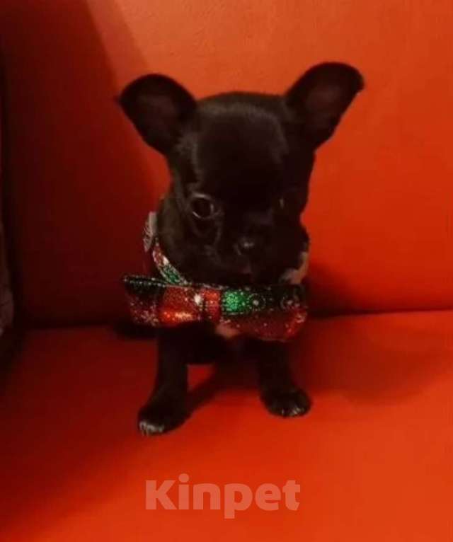 Собаки в Москве: Красивый мальчик чихуахуа Мальчик, 30 000 руб. - фото 1