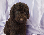 Собаки в Москве: Пудель- шоколадный мальчик Мальчик, 50 000 руб. - фото 3