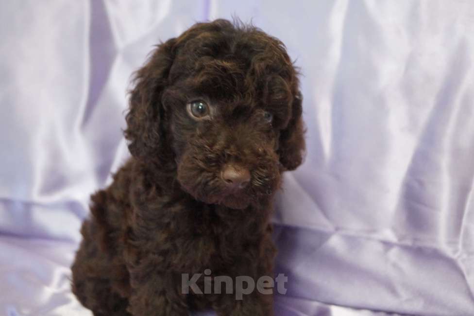 Собаки в Москве: Пудель- шоколадный мальчик Мальчик, 50 000 руб. - фото 3