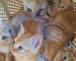 Кошки в Новороссийске: Котята 5 штук, Бесплатно - фото 1