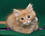 Кошки в Калуге: Румяный рыжий Рыжик. Котенок 2 мес в добрые руки. Мальчик, Бесплатно - фото 5