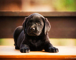 Собаки в Москве: Щенок лабрадора,девочка мальчик чёрный РКФ Мальчик, 50 000 руб. - фото 5