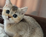 Кошки в Астрахани: Кошечка Девочка, 10 000 руб. - фото 2