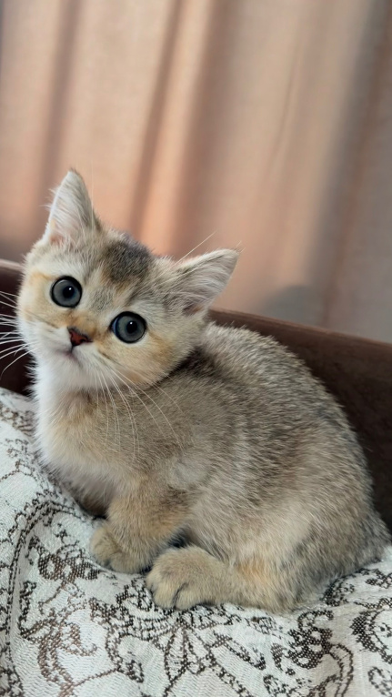 Кошки в Астрахани: Кошечка Девочка, 10 000 руб. - фото 2