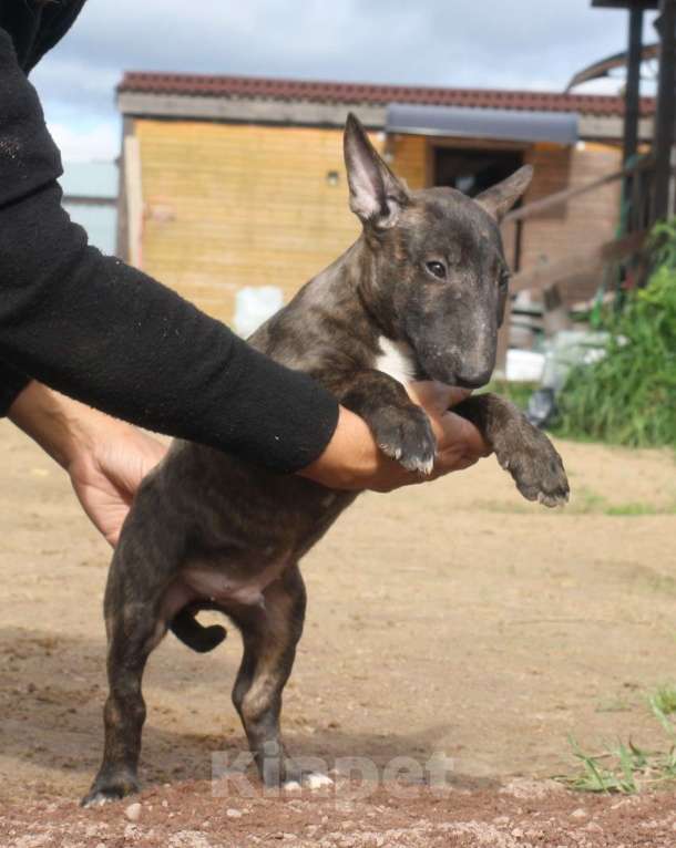Собаки в Всеволожске: ММ НУРЛАН ЗАВОЕВАТЕЛЬ  Мальчик, Бесплатно - фото 3