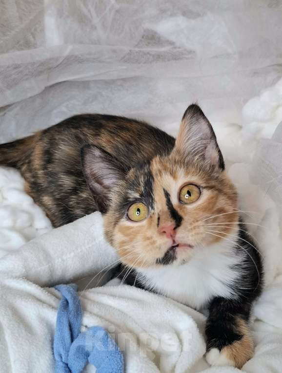 Кошки в Москве: Котёнок с капелькой на носу в поисках хозяев  Девочка, Бесплатно - фото 1