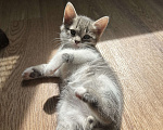 Кошки в Пензе: Отдам котенка в добрые руки Мальчик, Бесплатно - фото 3
