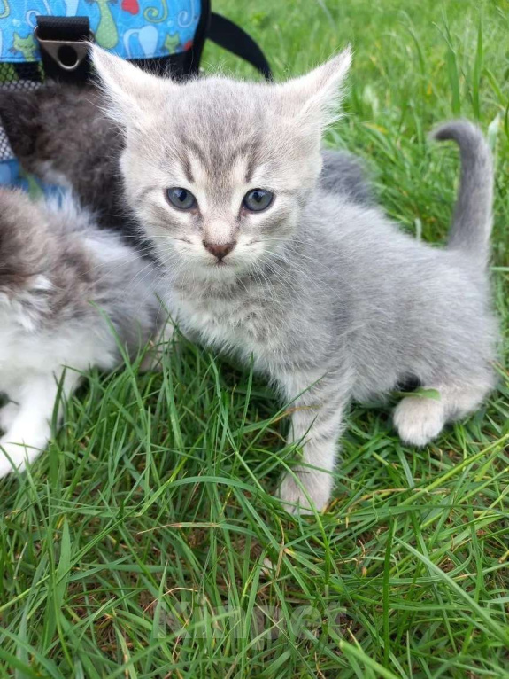 Кошки в Ногинске: Котята в добрые руки Разнополые, Бесплатно - фото 4