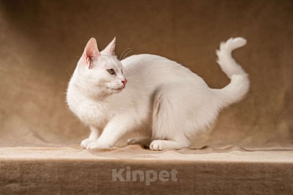 Кошки в Клине: Снежка — белоснежная миниатюрная красавица Девочка, Бесплатно - фото 5