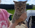 Кошки в других городах Ленинградской области: Котята в добрые руки Девочка, Бесплатно - фото 4