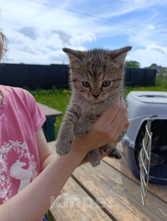 Кошки в других городах Ленинградской области: Котята в добрые руки Девочка, Бесплатно - фото 4
