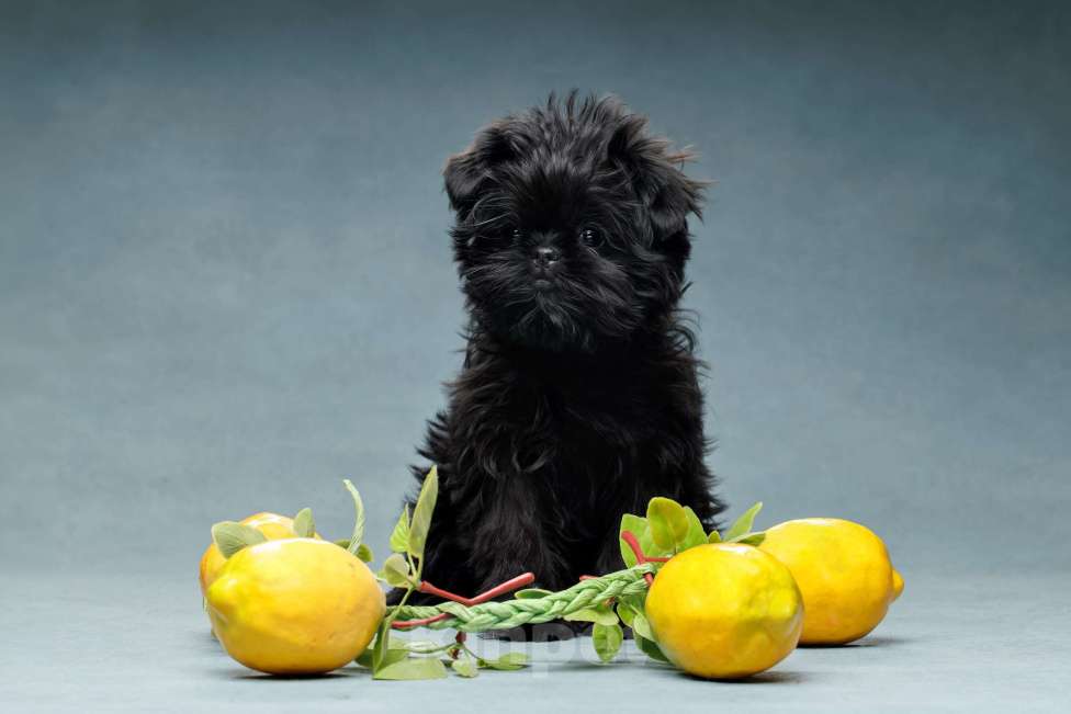 Собаки в Санкт-Петербурге: АФФЕНПИНЧЕР Щенки Девочка, Бесплатно - фото 1