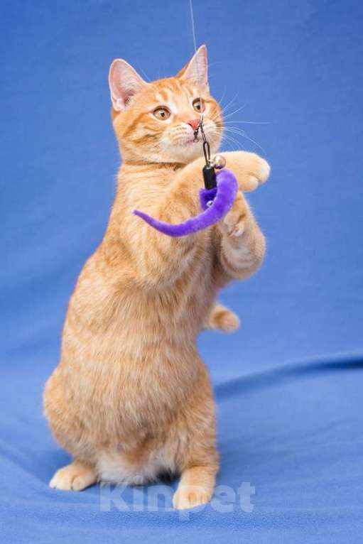 Кошки в Москве: Рыжий котенок Чери в добрые руки Девочка, 1 руб. - фото 9