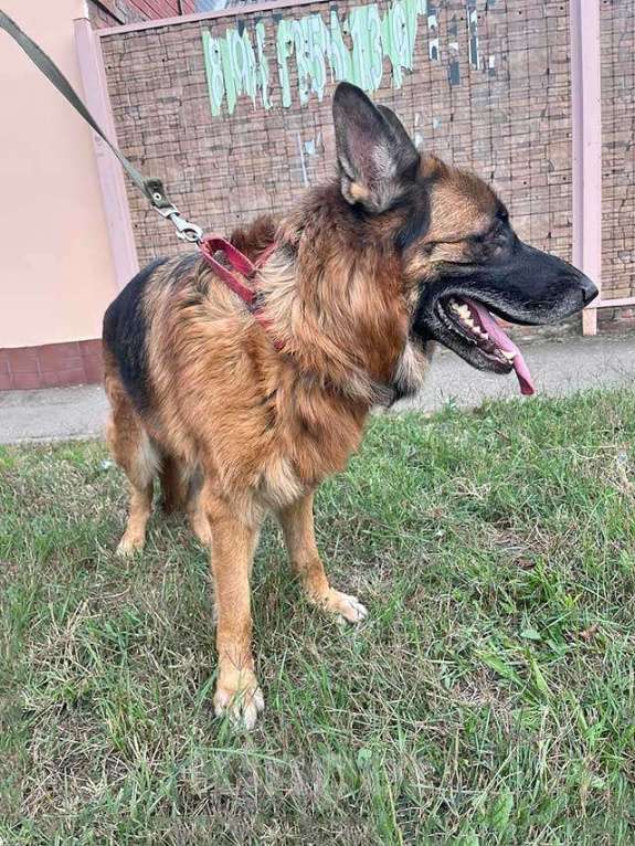 Собаки в Краснодаре: Ищет дом кобель немецкой овчарки по кличке Оскар Мальчик, 10 руб. - фото 7