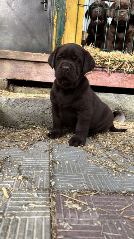 Собаки в Екатеринбурге: Щенки лабрадора ретривера Мальчик, Бесплатно - фото 1