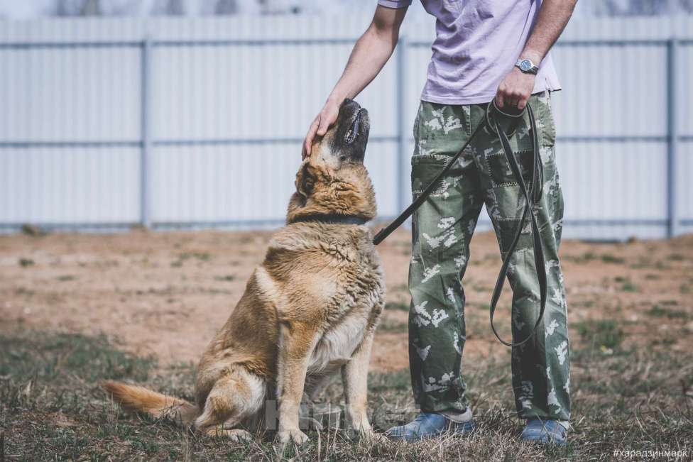 Собаки в Москве: Пыжик Мальчик, Бесплатно - фото 4