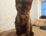Кошки в Барнауле: Кошка даром Девочка, Бесплатно - фото 1