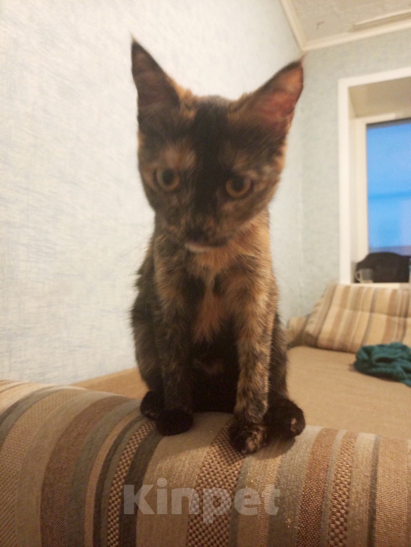 Кошки в Барнауле: Кошка даром Девочка, Бесплатно - фото 1