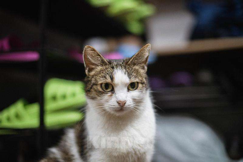 Кошки в Москве: Очаровательная Ария ищет дом.  Девочка, Бесплатно - фото 4