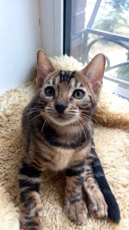 Кошки в Москве: Бенгальский мальчик Мальчик, 25 000 руб. - фото 8