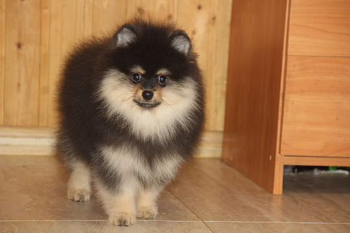 Мальчик шпица