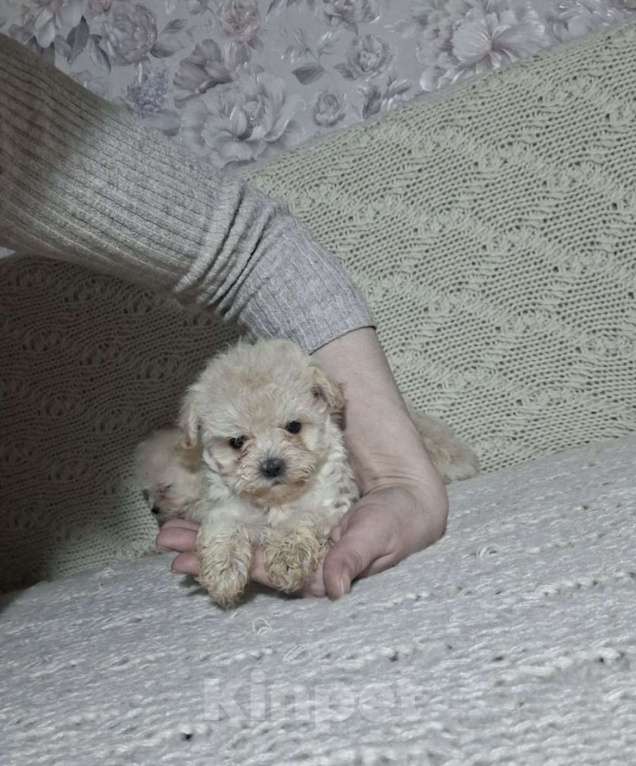 Собаки в Москве: Мальтипу бейби фейс Девочка, 55 000 руб. - фото 2