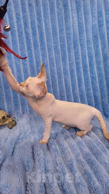 Кошки в Нижнекамске: Голубоглазый девон рекс Мальчик, 40 000 руб. - фото 2