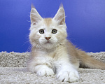 Кошки в Москве: Котенок Мейн Кун Мальчик, Бесплатно - фото 2