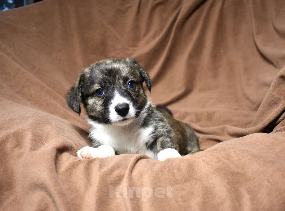 Собаки в Москве: Щенки корги Мальчик, Бесплатно - фото 1