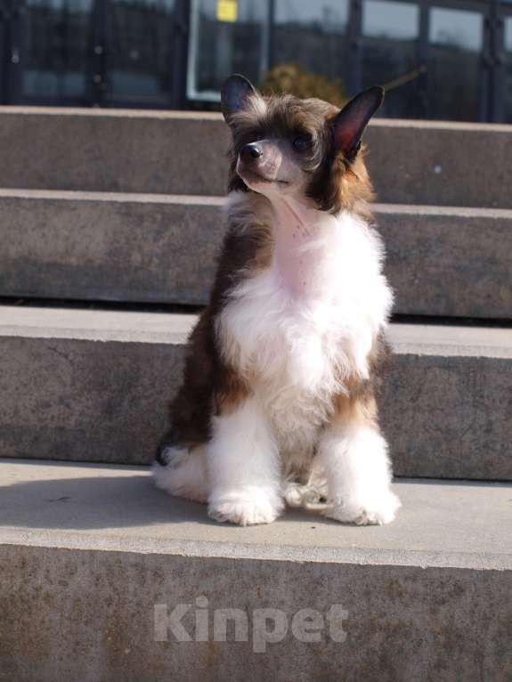 Собаки в Липецке: Щенки китайской хохлатой собаки Мальчик, 30 000 руб. - фото 8