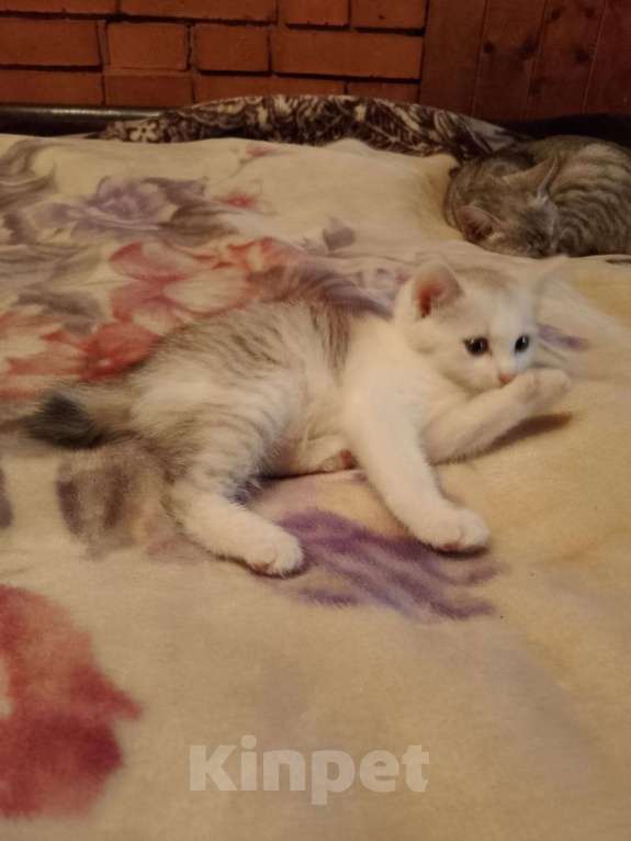 Кошки в других городах Московской области: Продам котенка Девочка, 3 000 руб. - фото 3