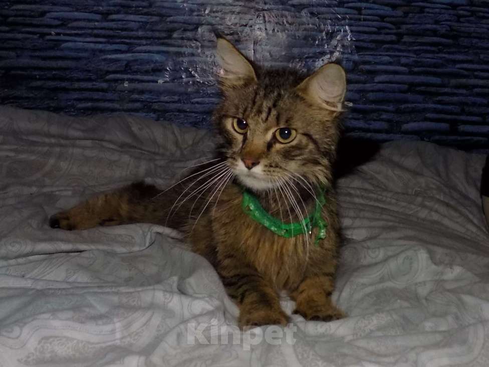 Кошки в Москве: Мейн кун, кот Мальчик, 15 000 руб. - фото 2