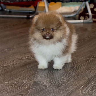 СУПЕР классный МЕЖВЕЖОНОК ШПИЦА