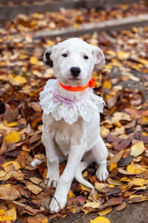 Собаки в Москве: Собака в добрые руки Девочка, Бесплатно - фото 1