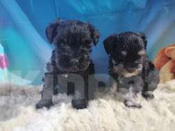 Собаки в Санкт-Петербурге: Девочка цвергшнауцера чёрная с серебром. Девочка, 40 000 руб. - фото 5