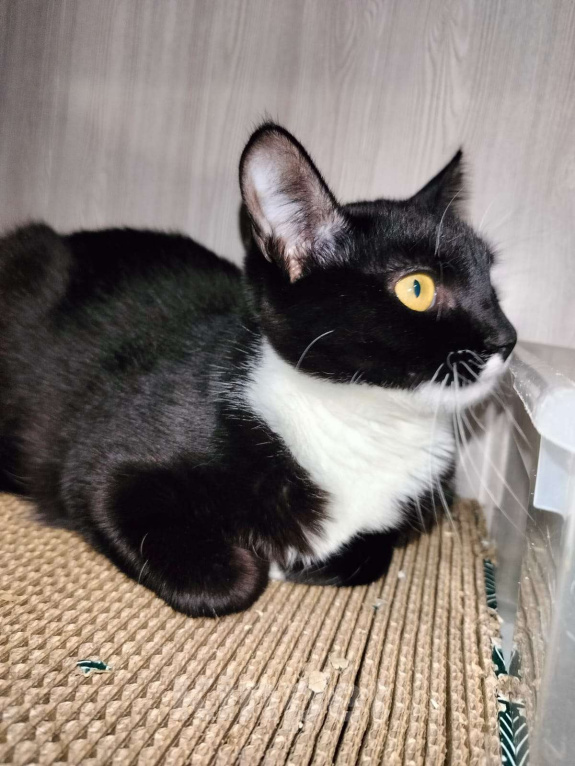 Кошки в Москве: Малышка Кýпи Девочка, Бесплатно - фото 6