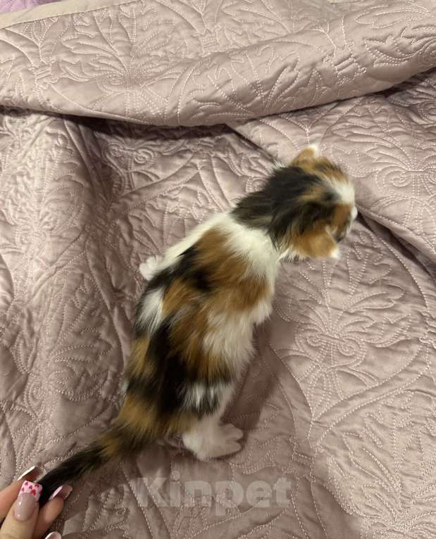 Кошки в Екатеринбурге: Мейн-кун шикарная девочка Девочка, 15 000 руб. - фото 3