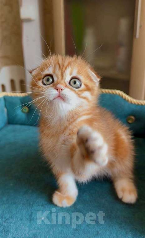 Кошки в Москве: Каспер Мальчик, 80 000 руб. - фото 4