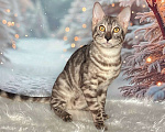 Кошки в Москве: Бенгальский котёнок серебро уголь Мальчик, Бесплатно - фото 4