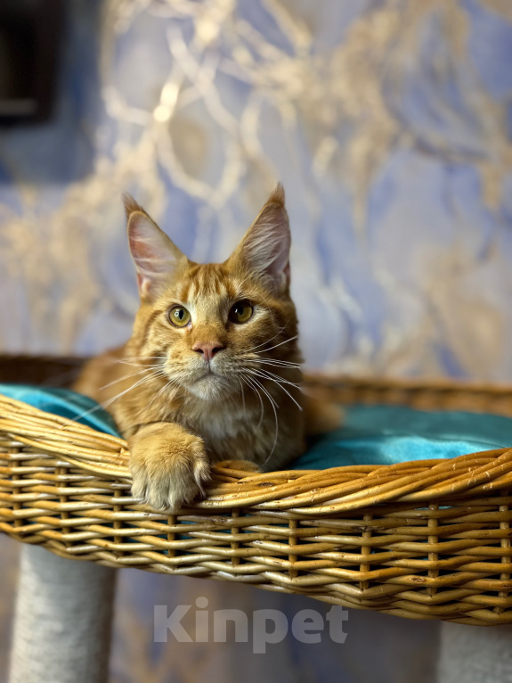 Кошки в Москве: Мейн-кун котёнок, красный мраморный мальчик Мальчик, 50 000 руб. - фото 2