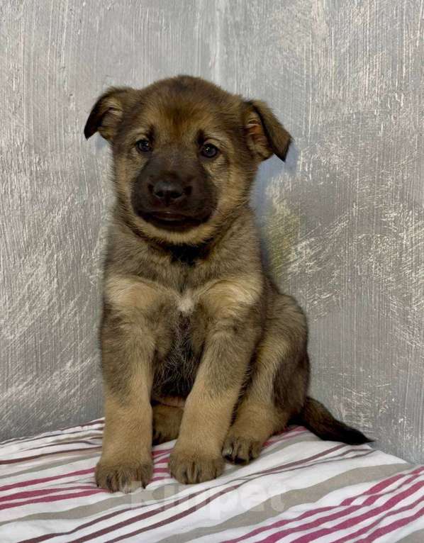 Собаки в Москве: Груша Девочка, Бесплатно - фото 5