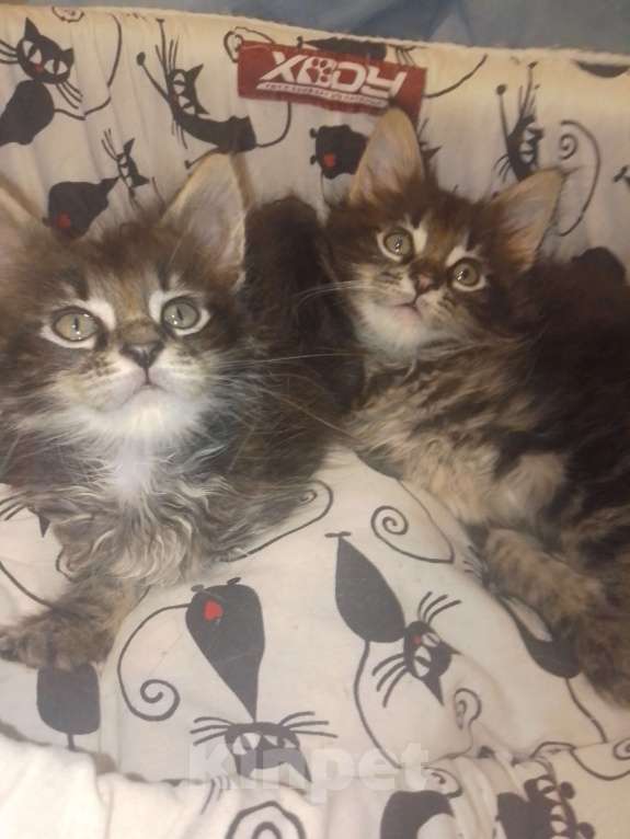 Кошки в Астрахани: Мейн-куны Разнополые, 12 000 руб. - фото 1