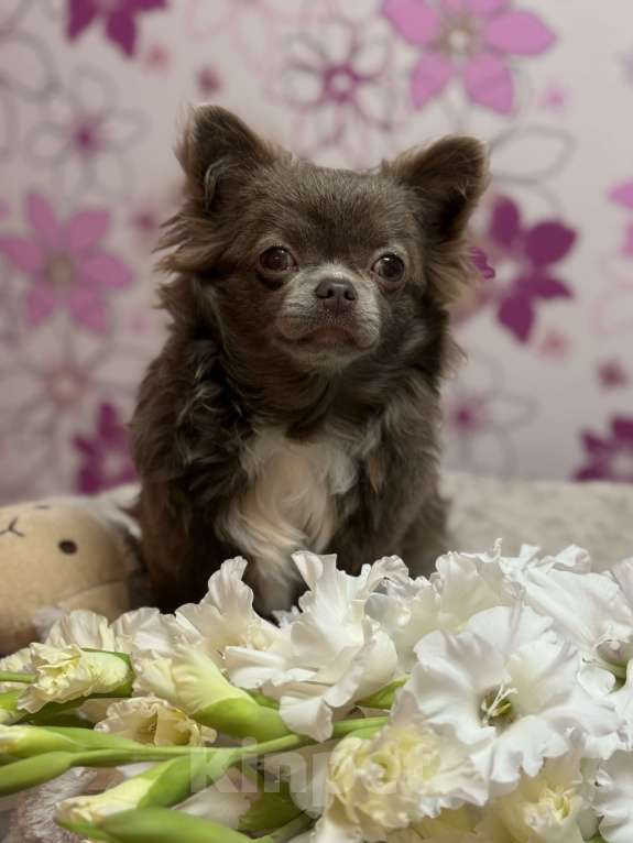 Собаки в Москве: Шикарная девочка Чихуахуа  Девочка, 180 000 руб. - фото 4