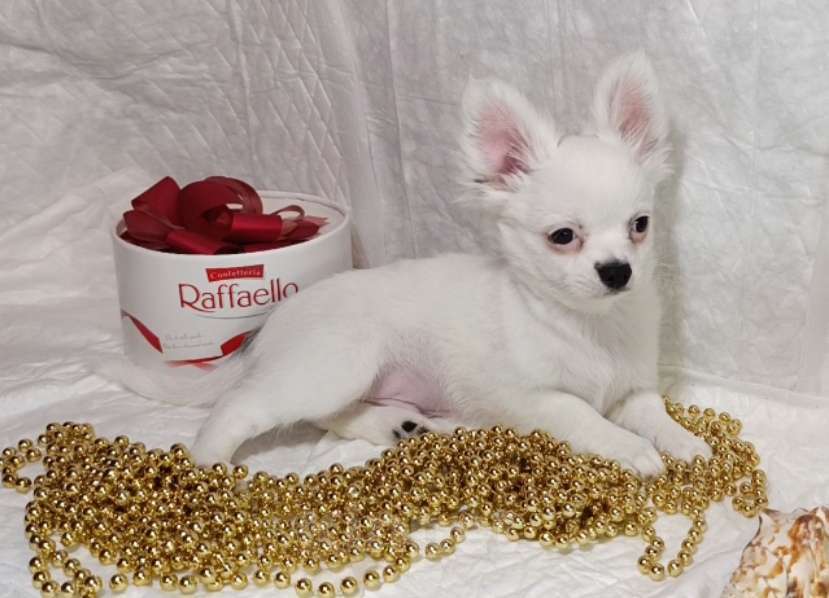 Собаки в Санкт-Петербурге: Щенок чихуахуа, снежный мальчик Мальчик, 100 000 руб. - фото 3