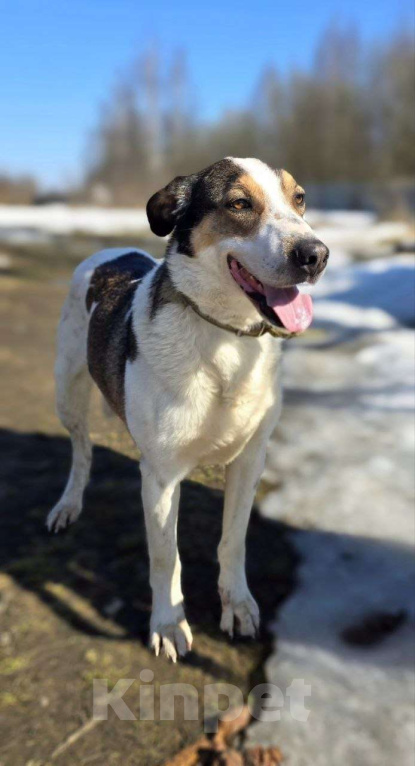 Собаки в Королеве: Обаятельный Дрейк ищет своего человека Мальчик, Бесплатно - фото 5