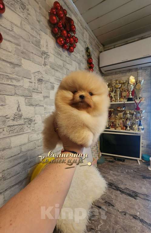 Собаки в Москве: Супер меховой мальчик померанского шпица питомник РКФ Мальчик, Бесплатно - фото 1