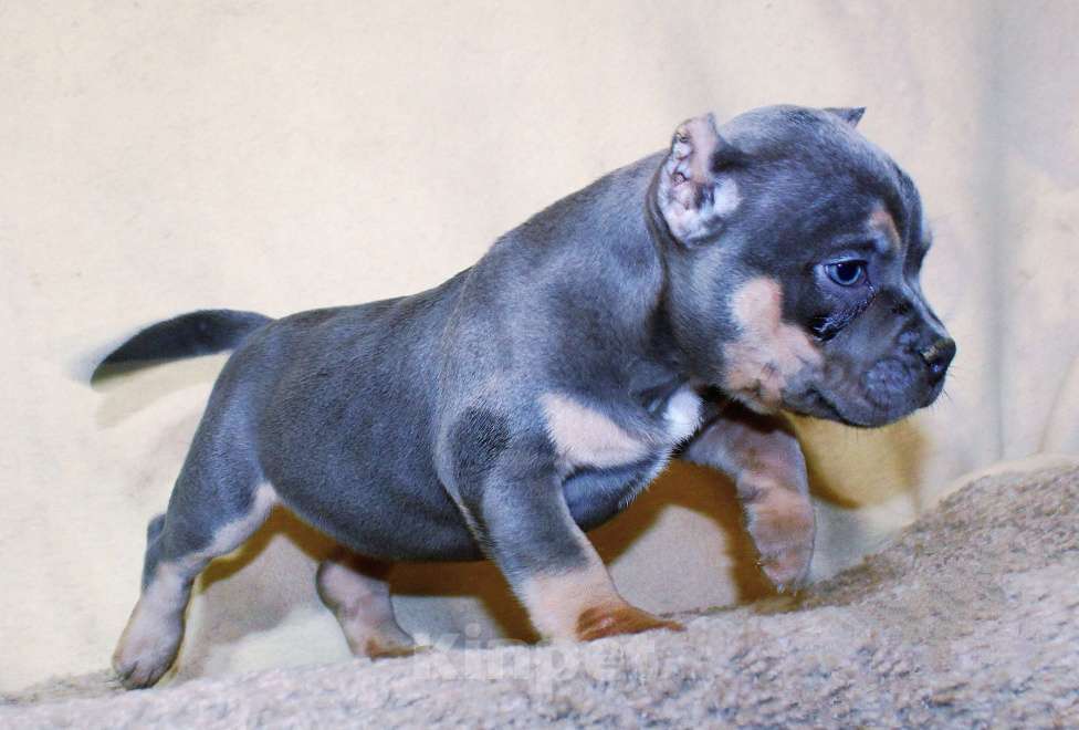 Собаки в Москве: Маленькие булочки Девочка, 90 000 руб. - фото 2