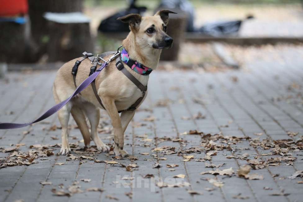 Собаки в Москве: Идеальная собака. Спасли из усыпалки Девочка, Бесплатно - фото 2